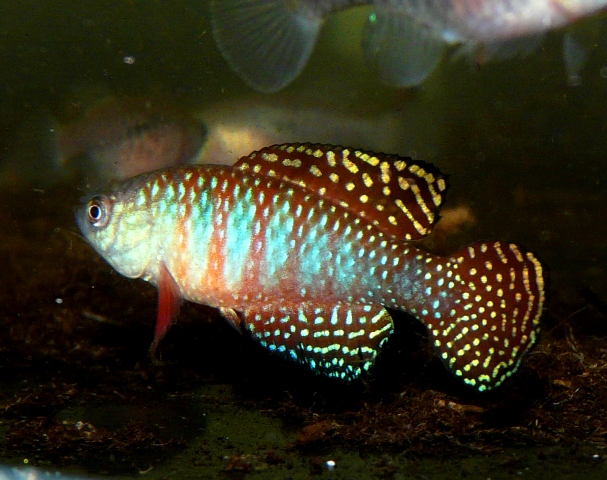 Simpsonichthys picturatus 'Ibotirama BSFS 08-02' (1)