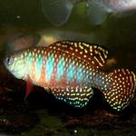 Simpsonichthys picturatus 'Ibotirama BSFS 08-02' (1)