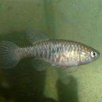 Simpsonichthys picturatus 'Ibotirama BSFS 08-02' 