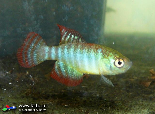 simps_fasciatus Unai NP 03-07