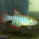 simps_fasciatus Unai NP 03-07