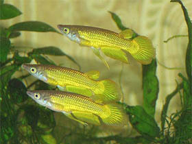 AplLineatus-gold-k1.jpg