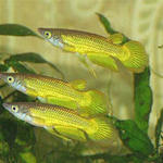 AplLineatus-gold-k1.jpg