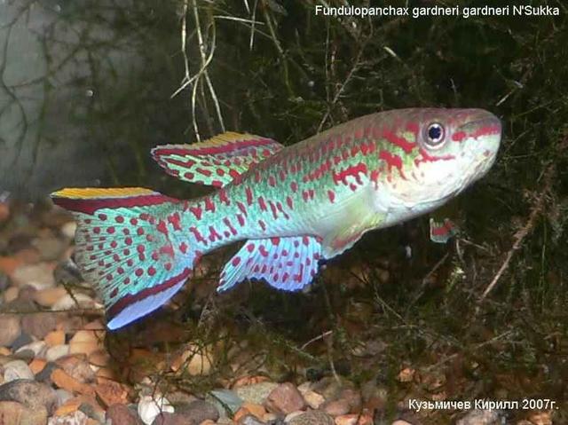 Fundulop.gardneri gardneri "N'Sukka"