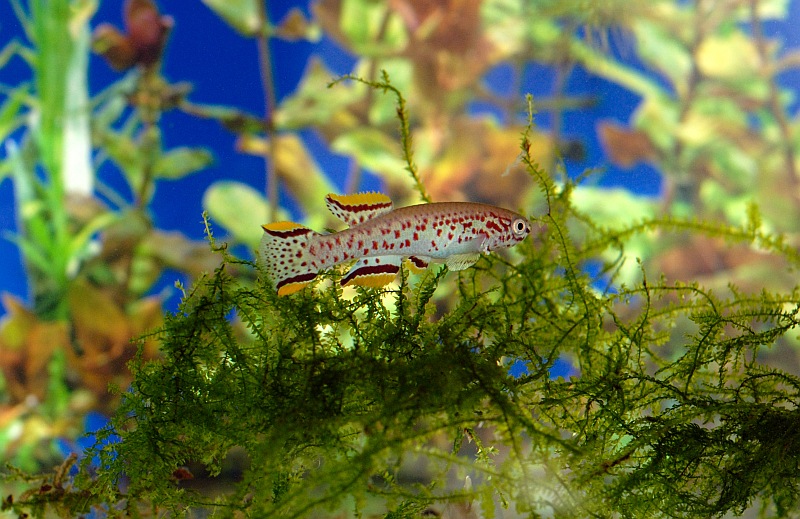 Fundulopanchax gardneri nigerianus 'Jos Plateau'