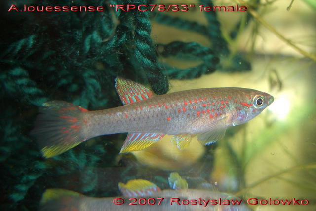 Lousense female