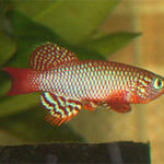 Notho.flammicomantis