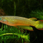 Aplocheilus lineatus gold