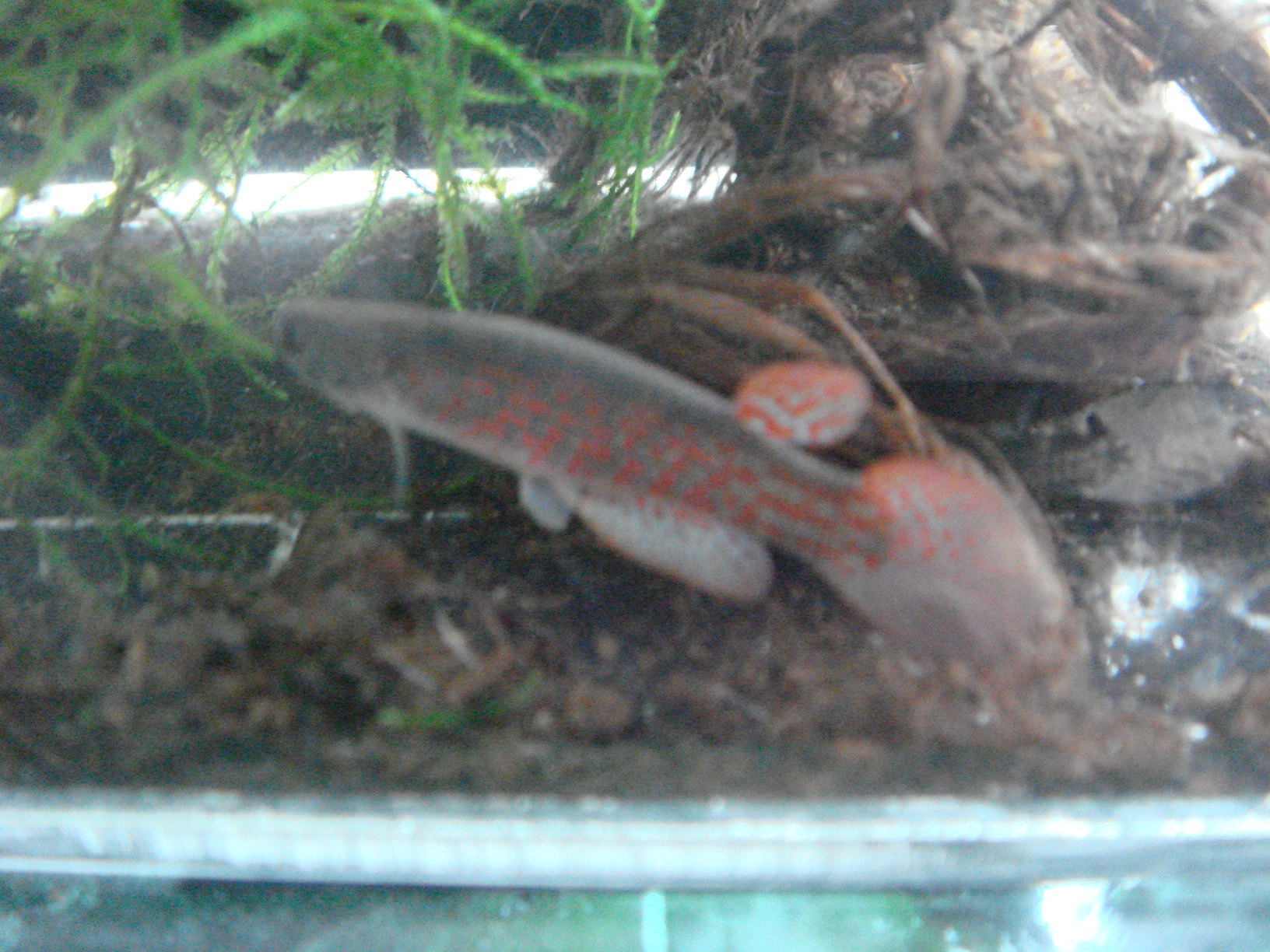 Rivulus sp. AQ-174 "Enano red" CI 2006 PERU