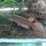 Rivulus sp. AQ-174 "Enano red" CI 2006 PERU