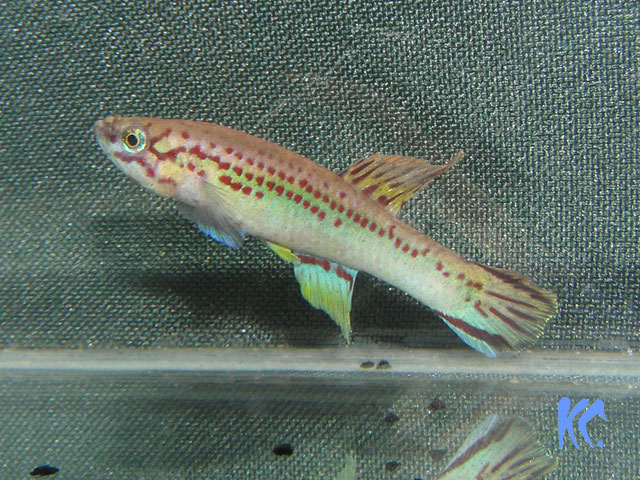 A.hera