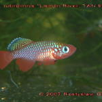 Notho. cardinalis (rubr) Lisinjiri RiverTAN 97-27