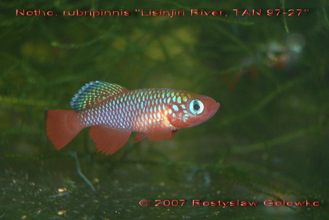 Notho. cardinalis (rubr) Lisinjiri RiverTAN 97-27