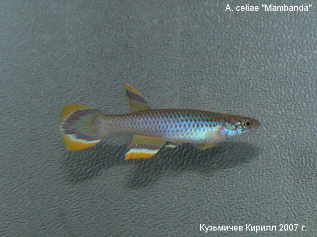 A. celiae Mambanda M