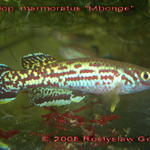 Fundulop. marmoratus "Mbonge"