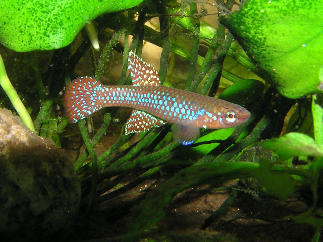 A. cyanostictum 'Makokou'