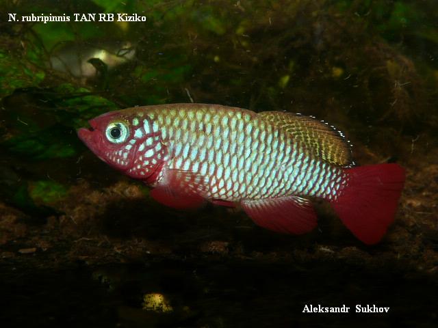 N.rubripinnis 'TAN RB Kiziko'