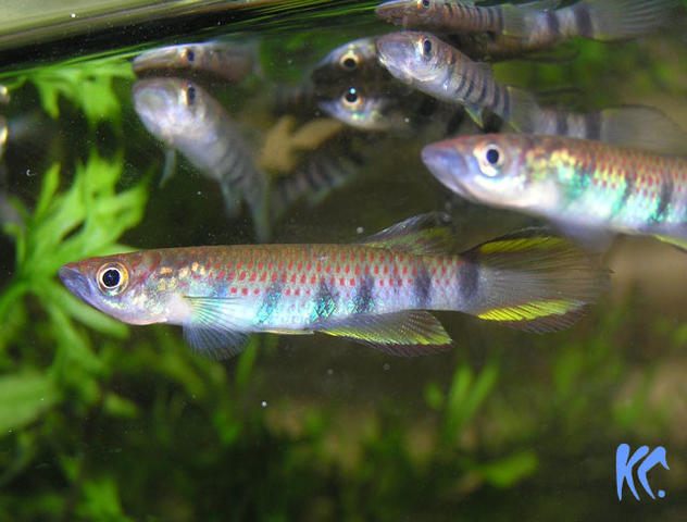 Epi. infrafasciatus rathkei