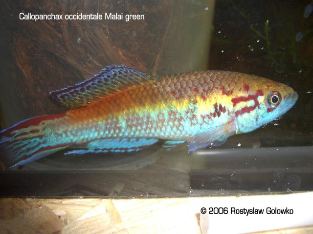 Callopanchax occidentalis "Malai, SL03/11" green