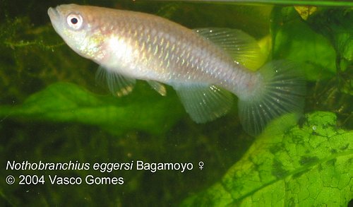 Notho.eggersi "Bagamoyo"