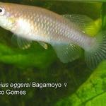 Notho.eggersi "Bagamoyo"