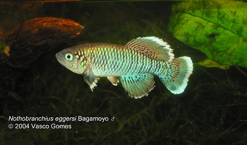 Notho.eggersi "Bagamoyo"