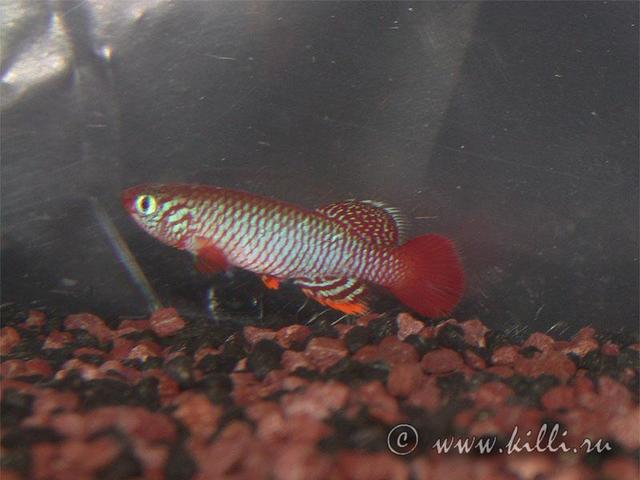 Notho.flammicomantis