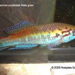 Callopanchax occidentalis "Malai, SL03/11" green