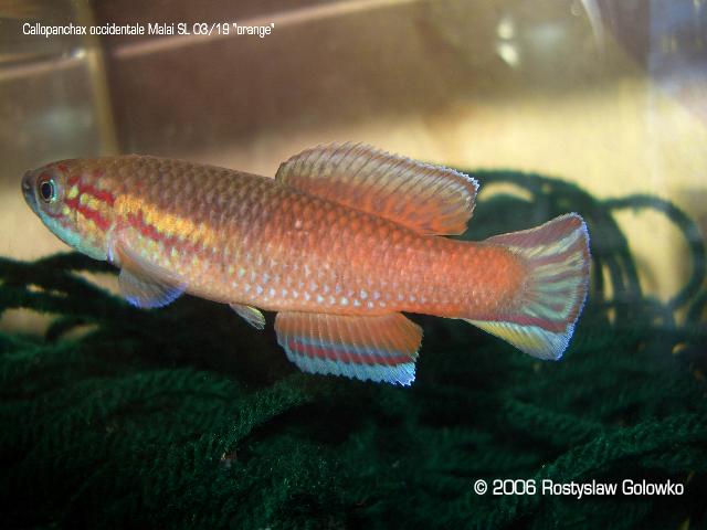 Callopanchax occidentalis "Malai, SL03/19" orange