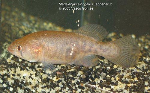 Mega. aff. elongatus 1