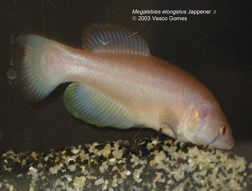 Mega. aff. elongatus 2