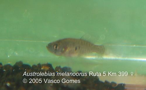 Austrol.melanoorus 1
