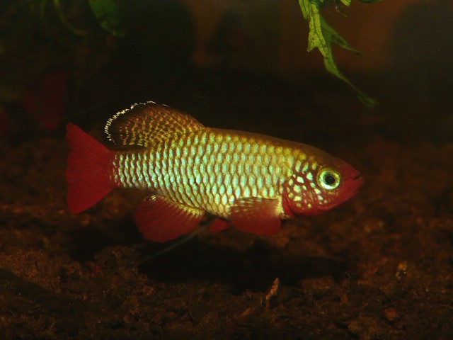 N.rubripinnis TAN RB Kiziko