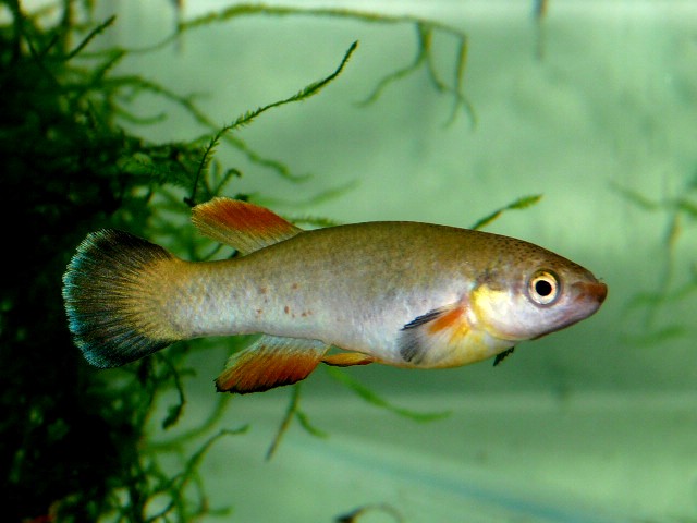 Riv.cylindraceus