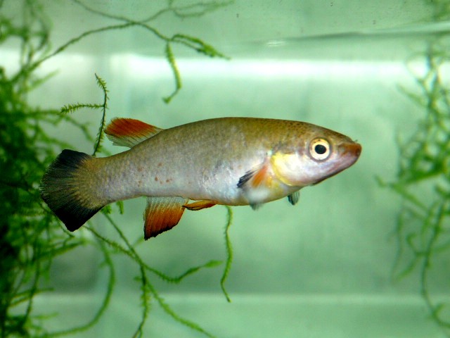 Riv.cylindraceus