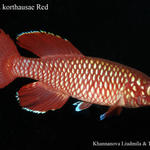 Noth.korthausae Red