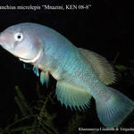 N_microlepis