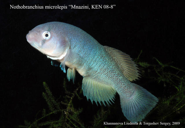 N_microlepis