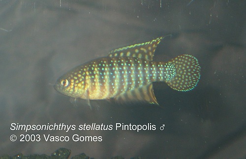 Simp_stellatus_Pintopolis_M_1