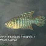 Simp_stellatus_Pintopolis_M_1