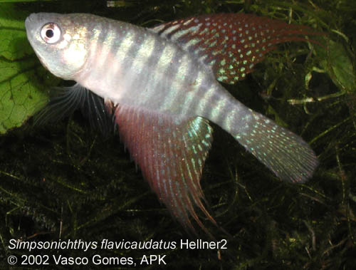 Simps_flavicaudatus_Hellner2_1