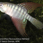 Simps_flavicaudatus_Hellner2_1