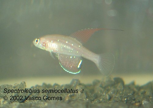 Spectrolebias_semiocellatus_M_3