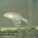 Spectrolebias_semiocellatus_M_3