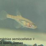 Spectrolebias_semiocellatus_F_2