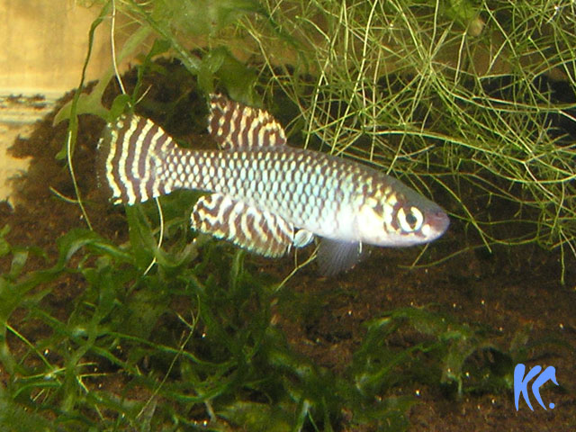 Lepto.frachtifasciatus