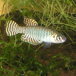 Lepto.frachtifasciatus