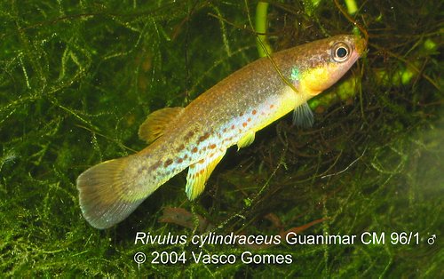 Rivulus_cylindraceus_Guanimar_CM96-1_M_1