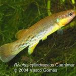 Rivulus_cylindraceus_Guanimar_CM96-1_M_1