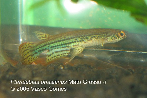 Pterolebias_phasianus_Mato_Grosso_M_1